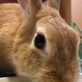 なごりおちいでしゅ｡ﾟﾟ(*´□`*｡)°ﾟ｡˙˚ ᕱ⑅ᕱ ɞ˚˙の画像