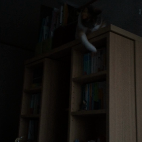 【動画あり】本棚の上からの画像