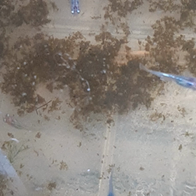 メダカとミジンコの戦いの画像