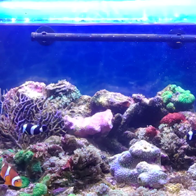 海水水槽ニモとドリーとサンゴの画像