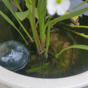 かわいいメダカたちの画像