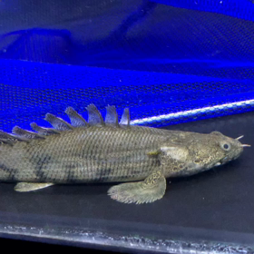 エンドリケリーショート入荷！の画像