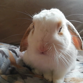 正月のはなちゃんの画像