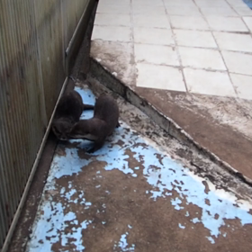 このごろキュンキュンの画像