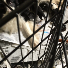 ボーダコリー  子犬の画像