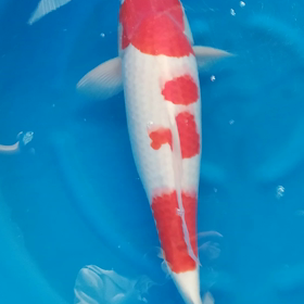 紅白二歳の画像