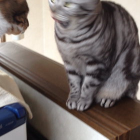 まりまめちゃんの画像