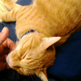 気持ちいい～=^^=の画像