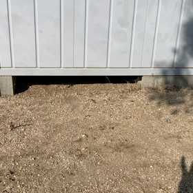 ワイのご先祖はアナウサギの画像