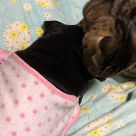 何？どうした？の画像