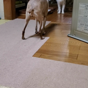 我が家の子達は(・_・?)の画像