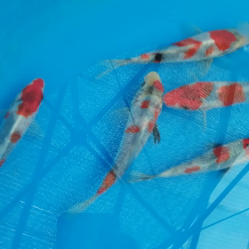 にゃおセレクトの画像