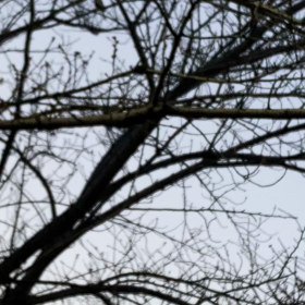 朝の、鳥観察の画像