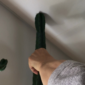 天井到達サボテン^O^)の画像