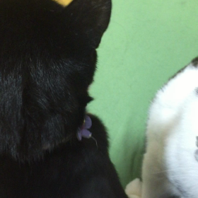 熱烈歓迎の画像