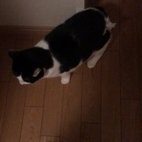 ちんちくりん党首の腰パンからの脱皮物語…確保の画像