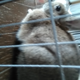 これはしゃっくりなのか？の画像