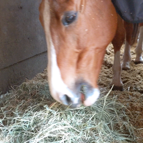ただ馬が草を食べる動画　ソックス編の画像
