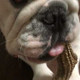 鹿の角 ガリガリタイム〜の画像