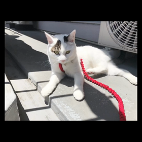 今日のテンの画像