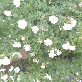 ５月９日 京成バラ園 ベルばらテラス  ③の画像