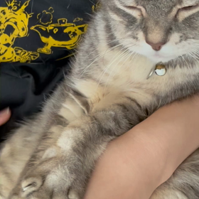 猫愛が溢れてる♡♡♡の画像