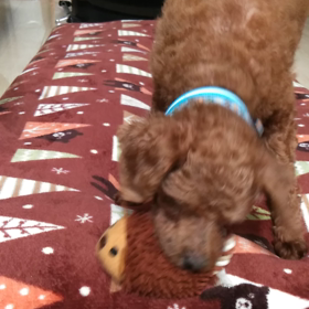 フラン　遊び動画♡の画像