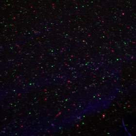 黄金虫？の画像