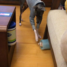 今日のシナモンハウル  久しぶりに遊ぼうかとの画像