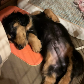 こあくん　爆睡の画像