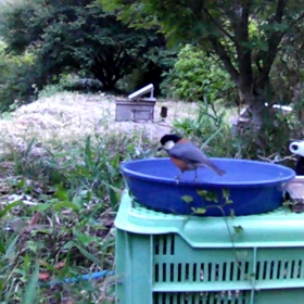 すぎぴたんの事件簿　シーズン２　２７３話（お水を飲むヤマガラ！）の画像