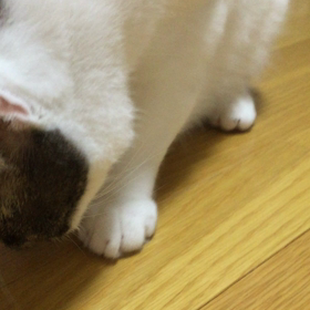 タプタプタプタプタプの画像