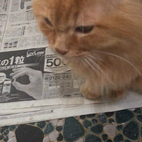 アスランの鳴き声の画像