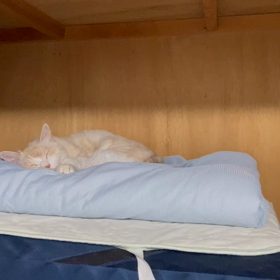 犬猿の仲の画像