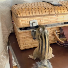 シマリスもものケツようび♪の画像