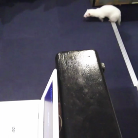 関東初フェレットカフェ&バーフィッチの画像