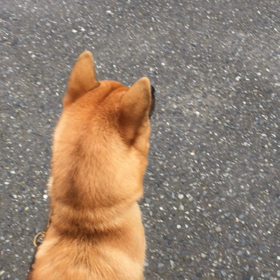 ケリ散歩49 ＊汗なし！＊の画像