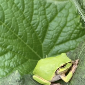 見守り隊長の雨蛙さんの様子が変だよっ(爆笑)の画像