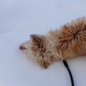 とりあえずの画像