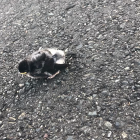 #渡り鳥到来の画像