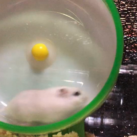 マヤ暦キンNo.206の画像