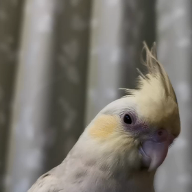 PFシナモンパールの画像