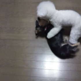 今日のはなちゃん480、モモちゃん436の画像