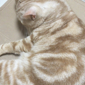 今日は休息の画像