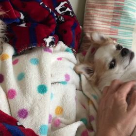 今日のりんらむの画像