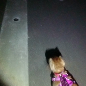 暑い日の散歩の画像