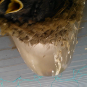 生後12日！の画像