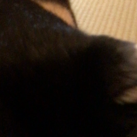 党首、ざ、党首の画像