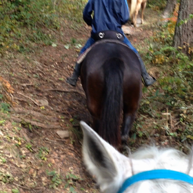 久しぶりの外乗の画像