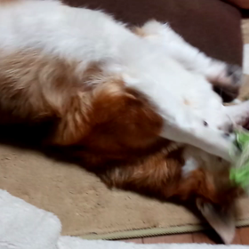 ひとり遊び♪の画像